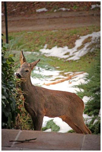 Animales en la casa de huéspedes o alrededores