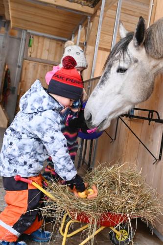 a child feeding a horse a pile of hay at Haus Bergquell in Au im Bregenzerwald