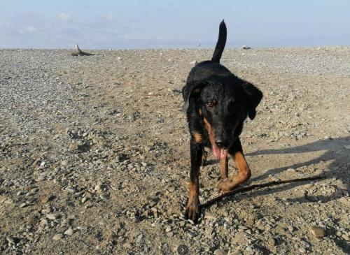 a black dog walking on the beach at Appartamento - IRIS - Vallecrosia in Vallecrosia