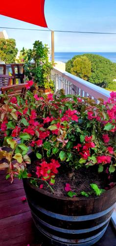 a planter filled with red flowers on a porch at Belle Vue Guesthouse in Hermanus