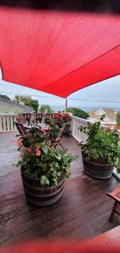 three potted plants on a deck with a red umbrella at Belle Vue Guesthouse in Hermanus