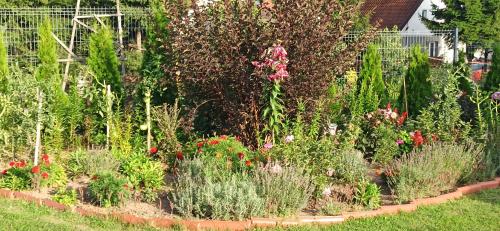 a garden with many different types of plants at Agroturystyka Pokój na Skarpie in Kowale Oleckie