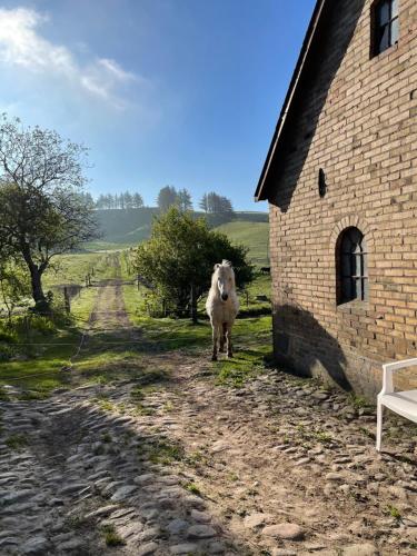 un caballo de pie junto a un edificio de ladrillo en Store Stensig (landlig idyl ved Frederikshavn) en Frederikshavn