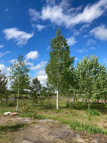 a group of trees in a field with a blue sky at SKY Ranch in Izborsk
