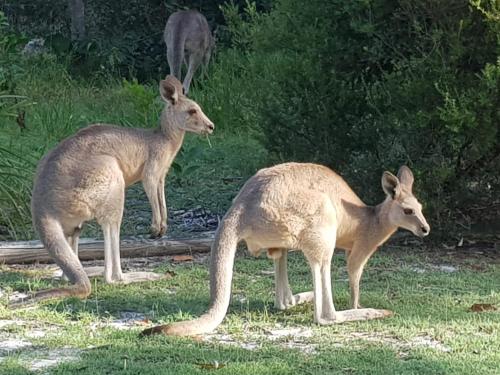 別荘の敷地内または近くにいる動物