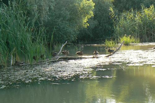 a group of ducks sitting on a log in the water at Casa Nautica in Jurilovca