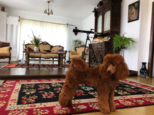 a brown poodle standing on a rug in a living room at Conacul Paloși in Horezu