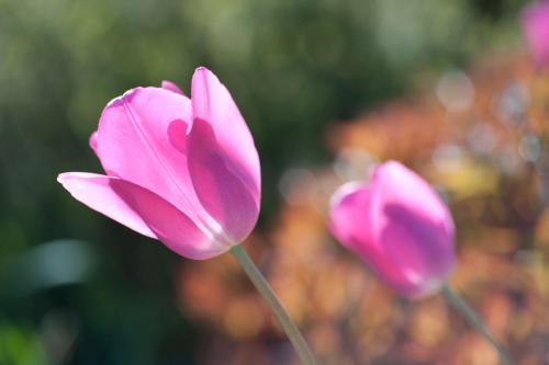 a group of pink tulips in a garden at Wellintown Guest House in Waterloo