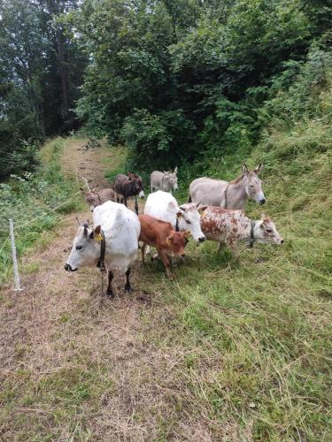 a group of cows standing in a field at Schlosswirt Chalets & Apartments in Großkirchheim