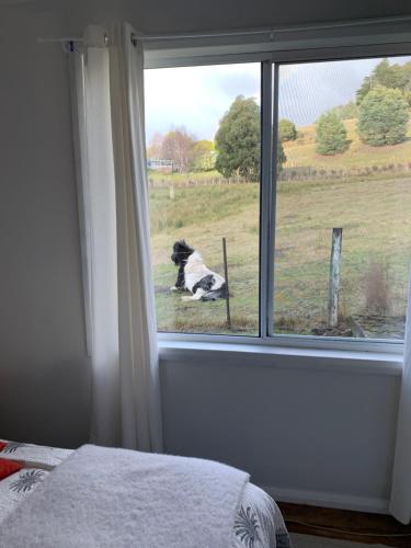 a black and white dog sitting on a bed looking out a window at Sassafras Springs in Ellendale