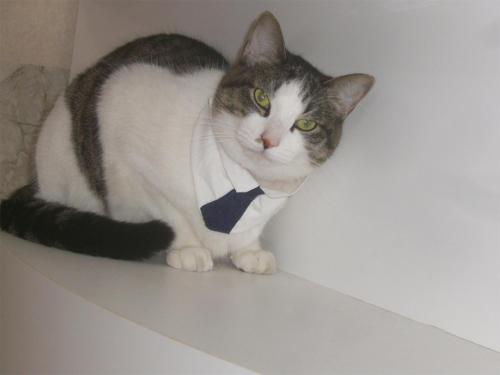a cat wearing a tie sitting on a shelf at Tama Hotel in Ishinomaki
