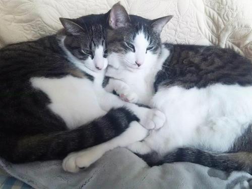 two cats laying next to each other on a bed at Tama Hotel in Ishinomaki