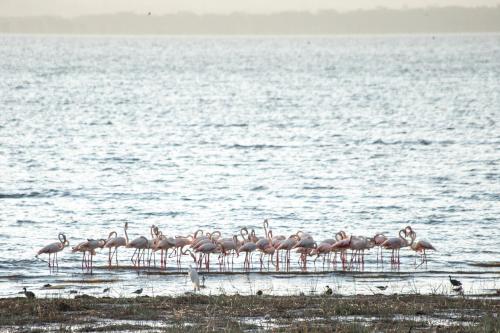 a flock of pink flamingos standing on the beach at Sarova Lion Hill Game Lodge in Nakuru