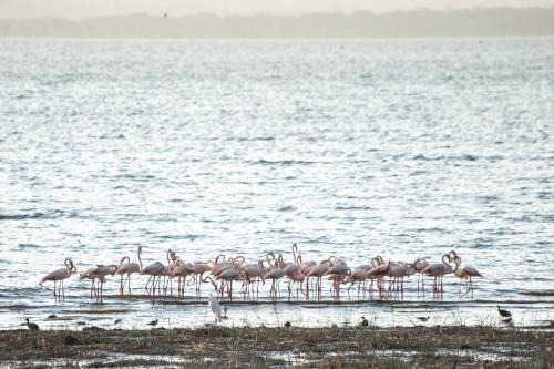 a flock of seagulls standing on top of a body of water at Sarova Lion Hill Game Lodge in Nakuru