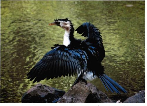 a bird standing on a rock with its wings out at Kondalilla Eco Resort in Montville