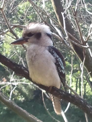 a bird is sitting on a tree branch at Kondalilla Eco Resort in Montville