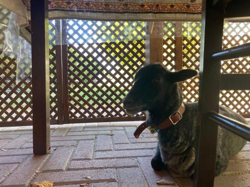 a lamb sitting on the floor in a gate at Agriturismo San Michele in San Michele