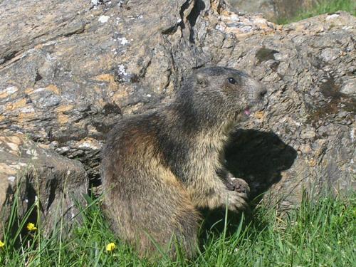 ゲストハウスの敷地内または近くにいる動物
