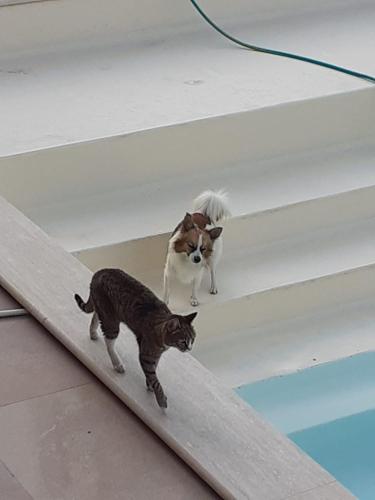 Huéspedes con una o varias mascotas en Di Luna e Di Sole