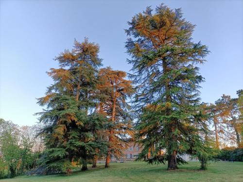 dos árboles en un parque con hojas. en Le Jardin Des Cèdres, en Lavaur