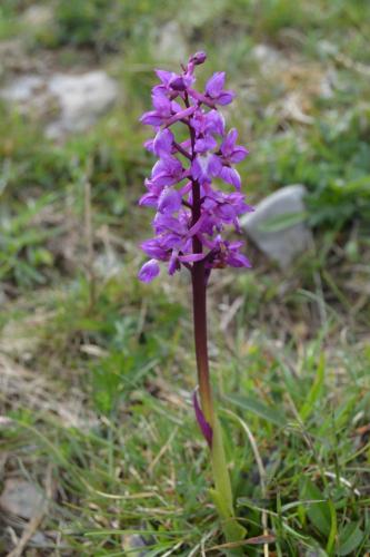 a purple flower is growing in the grass at Doolin Lanelodge -Room Only- in Doolin