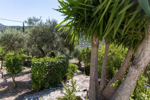 a garden with trees and bushes and a palm tree at Villa Euphoria Studio in Aegina, A' Marathonas Bay in Aegina Town