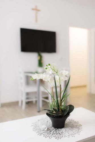 Ruža Apartmani Zadar