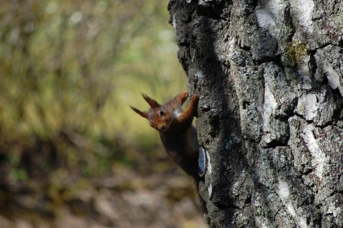 a squirrel is peeking out of a tree at Latitude in Torestorp