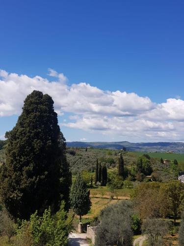 a large tree in the middle of a field at Dimora in San Quirico d'Orcia in San Quirico dʼOrcia