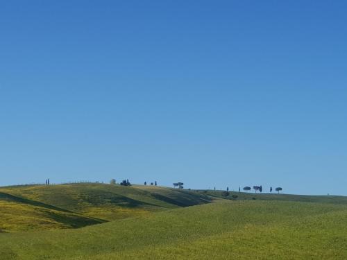 a green hill with trees on top of it at Dimora in San Quirico d'Orcia in San Quirico dʼOrcia