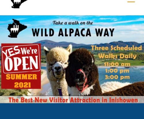 a poster for a wild alpaca way with two sheep at Lisvarna House in Buncrana
