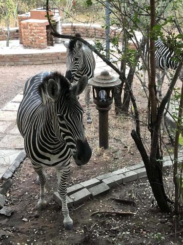 two zebras are standing next to a bird feeder at Pheasant's Crest in Marloth Park
