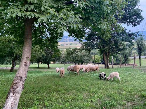 a herd of sheep grazing in a field next to a tree at Vacation house Stala la la in Požega