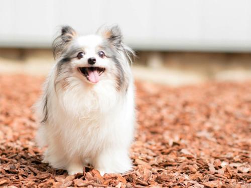 a small white dog standing in the leaves at Kasuian in Kyoto