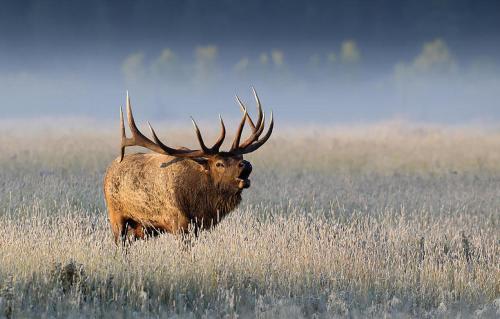 a bull elk standing in a field of tall grass at Stone Skipper Lodge by KABINO Waterfront Hot Tub Private Bath In Every Bedroom FirePit Mtn Views WiFi Grill in Island Park