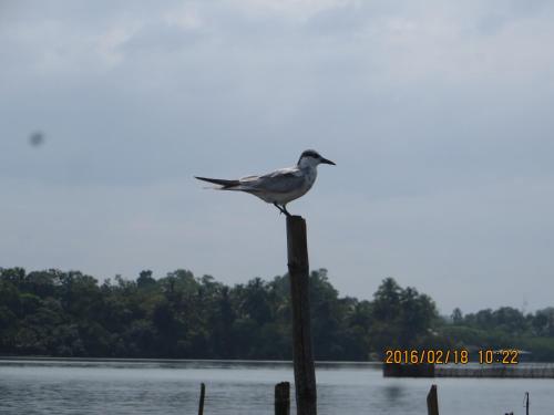 a bird sitting on top of a pole near the water at The Esence of Sri Lanka in Ahungalla