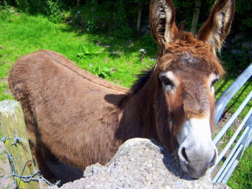 a brown donkey standing next to a fence at Valley Lodge Farm Hostel in Claremorris