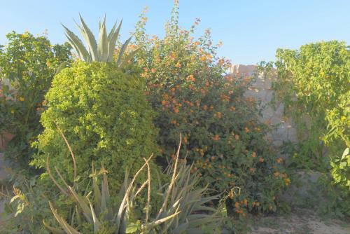 a group of plants and trees with oranges at Happy Bedouin House Petra in Al Ḩayy