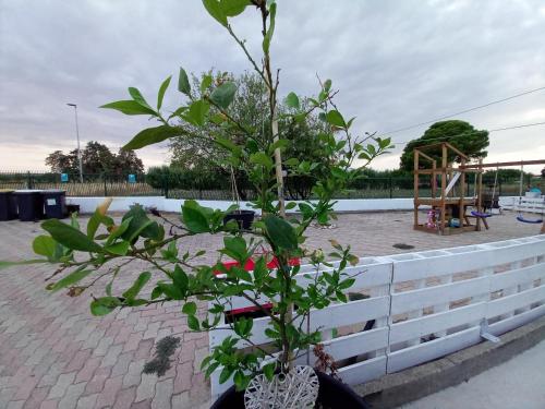 Fotografie z fotogalerie ubytování B&B IRIS COTTAGE v destinaci Campomarino