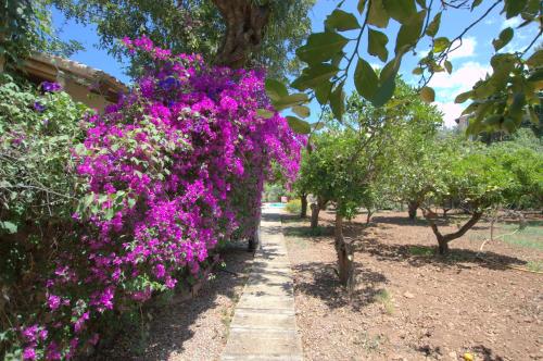 a garden with purple flowers on a fence at Alconasser 3 - Amazing Seaviews between Deia & Soller in Sóller
