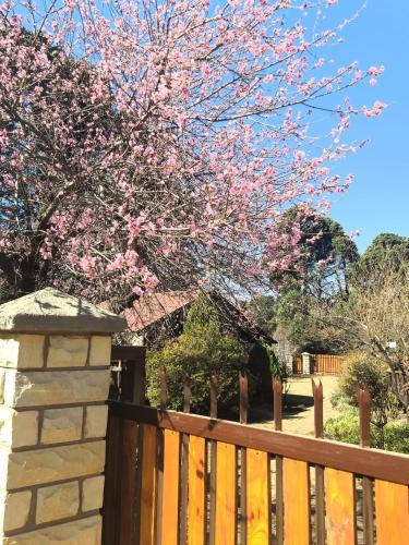 a wooden fence with a tree with pink flowers at Clarens Log Cabin in Clarens