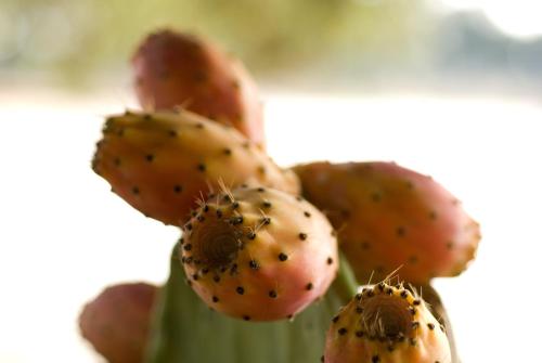 a close up of a prickly plant withorns at Agriturismo Iazzo Scagno in Martina Franca