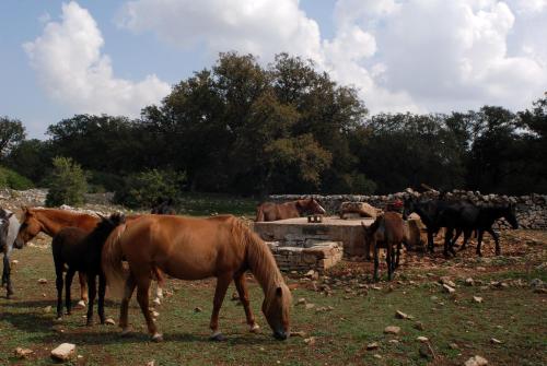a group of horses grazing in a field at Agriturismo Iazzo Scagno in Martina Franca
