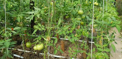 a bunch of tomatoes growing in a garden at Vila Alunis in Buşteni