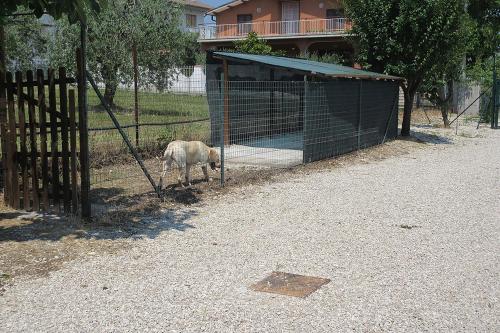 a sheep standing next to a gate with a fence at Villa degli Ulivi in Lempa