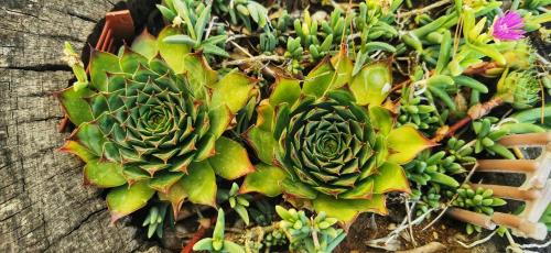 Galeriebild der Unterkunft Park in Pridraga