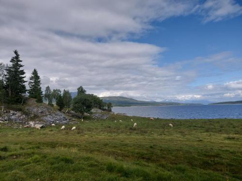 a herd of sheep grazing in a field next to a lake at Villmarksgård, hytte ved vannet in Hattfjelldal