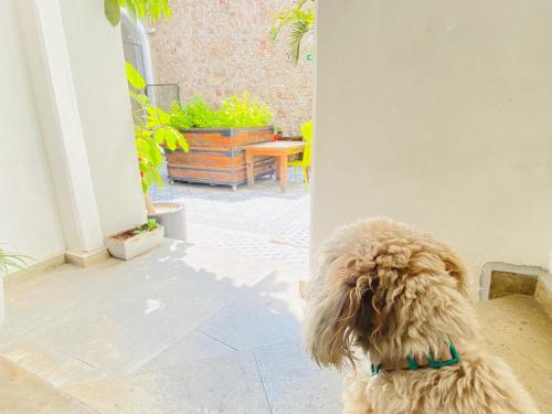 un perro sentado en un porche mirando a una mesa en Kuku Ruku Hotel, en Querétaro