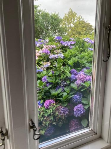 a window with a bunch of purple flowers at Marie Carla in Simonsberg