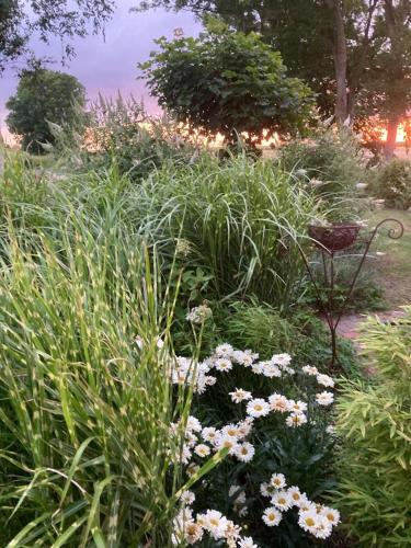 a garden with white flowers and grass at Marie Carla in Simonsberg